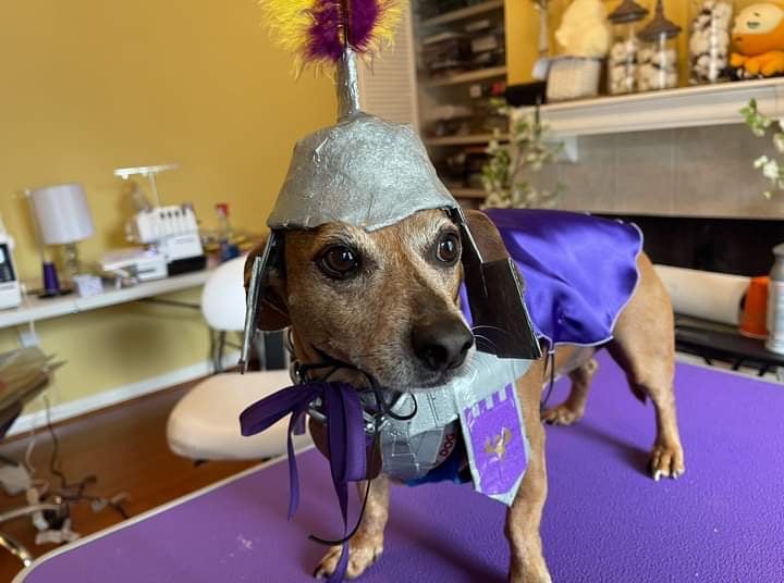Saben, a red dappled chi-weenie, is dressed up as a knight.