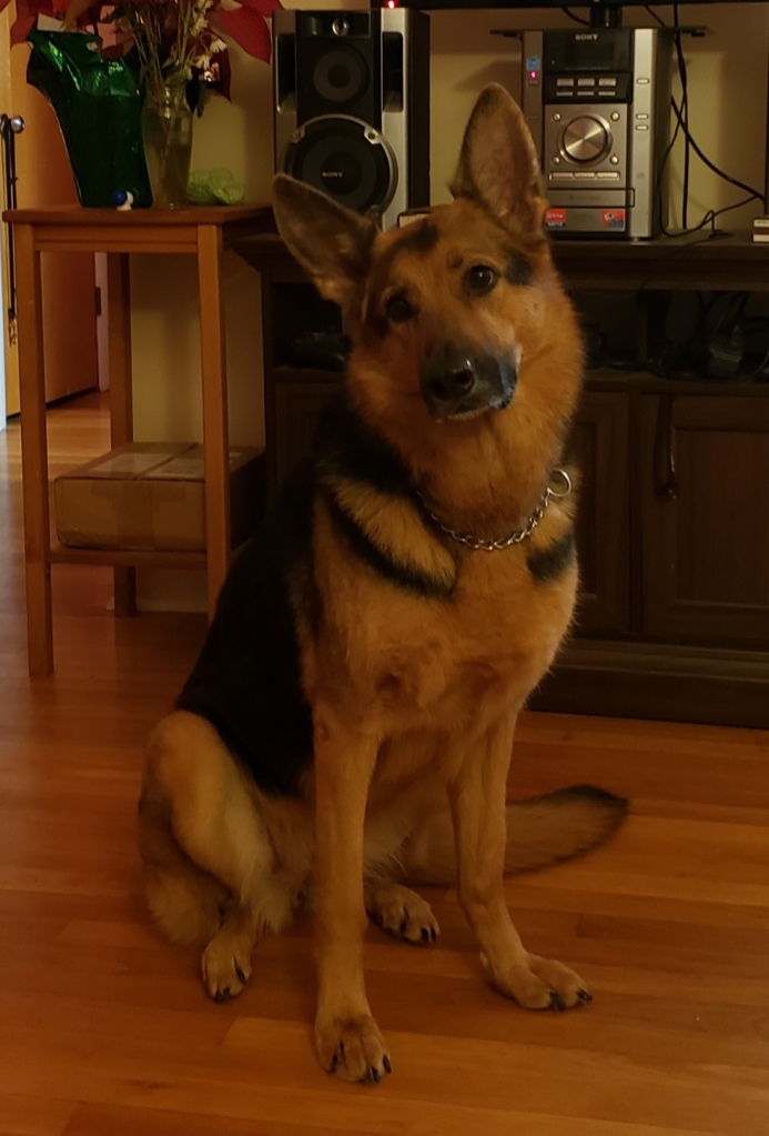 Greta sits at attention with her ears perked up and her head tilted questioningly to the left.